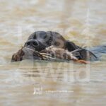 M53 3-28-26 8 – Buck