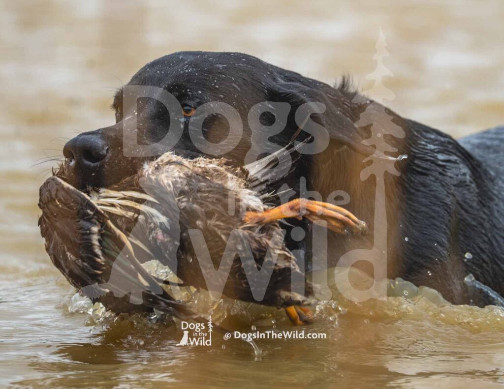 M53 3-28-26 9 – Buck