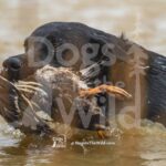 M53 3-28-26 9 – Buck