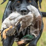 M53 3-28-26 10 – Buck