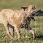 Senior Test Dog 3