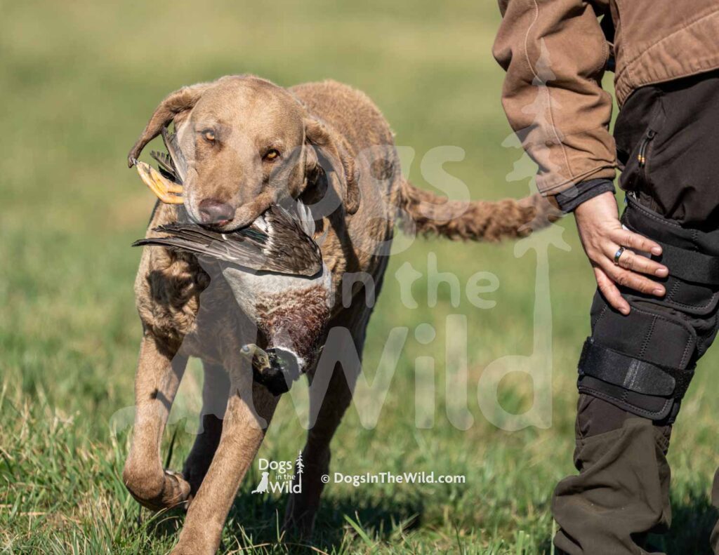 chesapeake bay retriever, hunt test photography