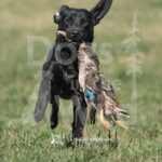 S11-3-28-26 4 – Terry