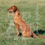 S12-3-28-26 1 – Ruby