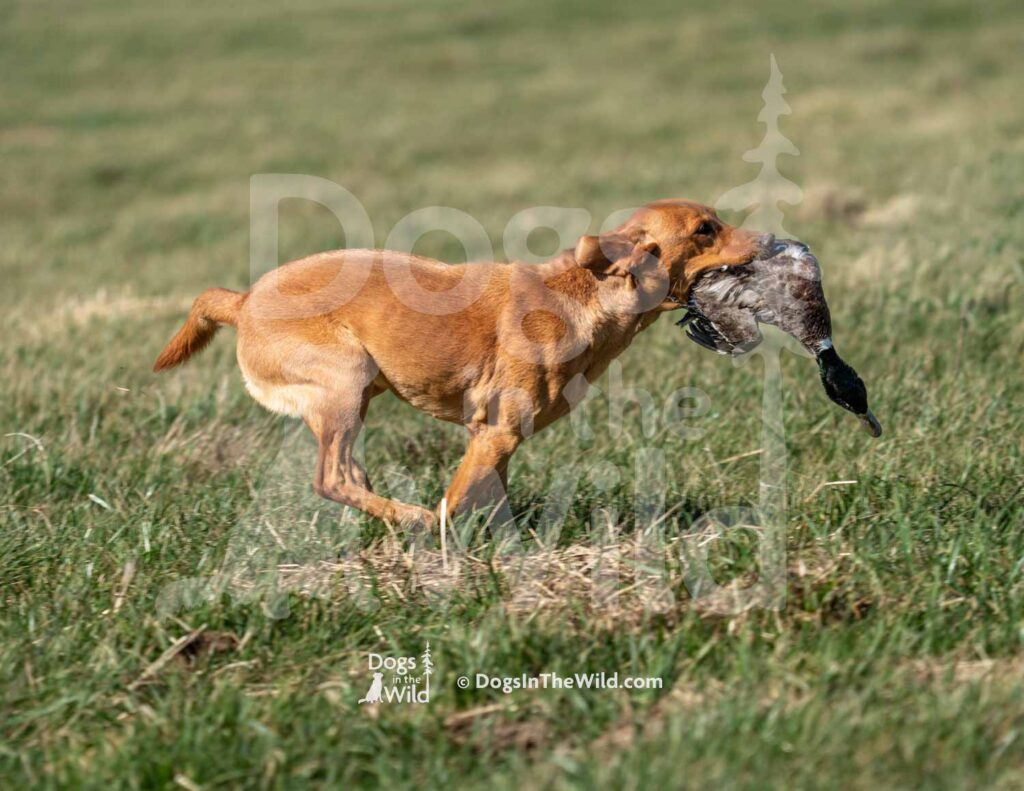 S12-3-28-26 2 – Ruby