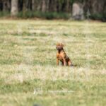 S12-3-28-26 3 – Ruby