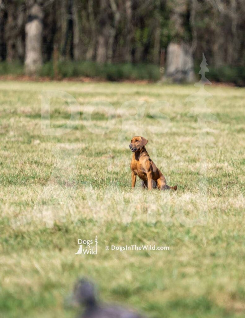 S12-3-28-26 3 – Ruby