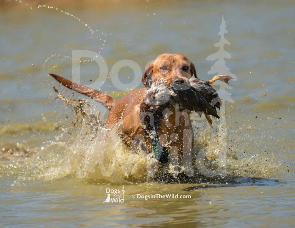 S12-3-28-26 5 – Ruby