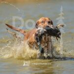 S12-3-28-26 5 – Ruby