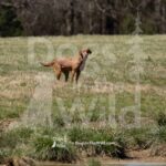 S12-3-28-26 8 – Ruby