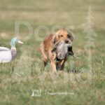 S2-3-28-26 2 – Macklin
