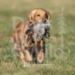 S2-3-28-26 3 – Macklin
