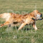 S2-3-28-26 6 – Macklin