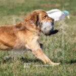 S2-3-28-26 7 – Macklin