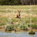 S2-3-28-26 10 – Macklin