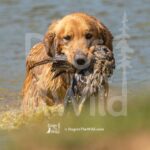 S2-3-28-26 12 – Macklin