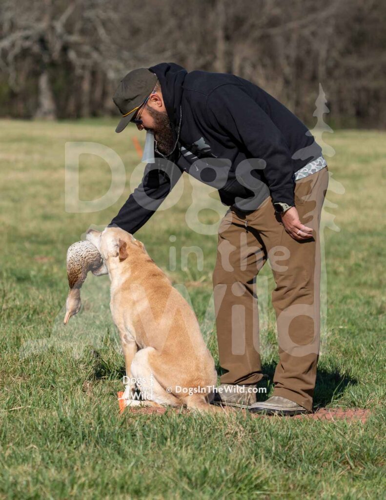 Teal Mullings - S4-3-28-26 2 - Ozark Hunting Retriever Assoc