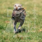 S4-3-28-26 3 – Teal