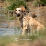 S4-3-28-26 7 – Teal