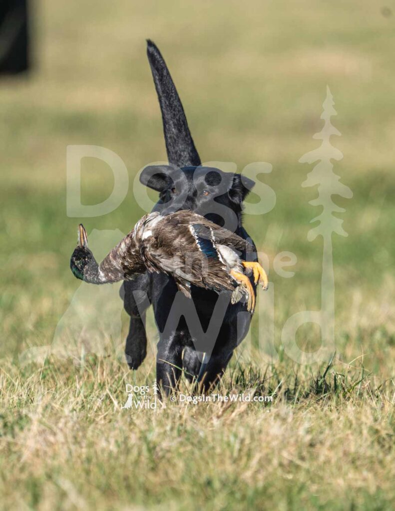 S5-3-28-26 3 – Jovi