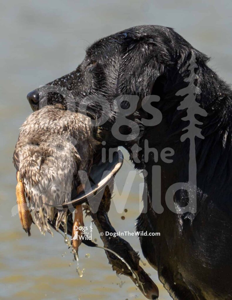 B&R Livin' On A Prayer - S5-3-28-26 8 - Ozark Hunting Retriever Assoc