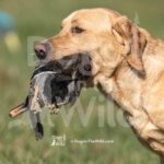 S6-3-28-26 4 – Jax