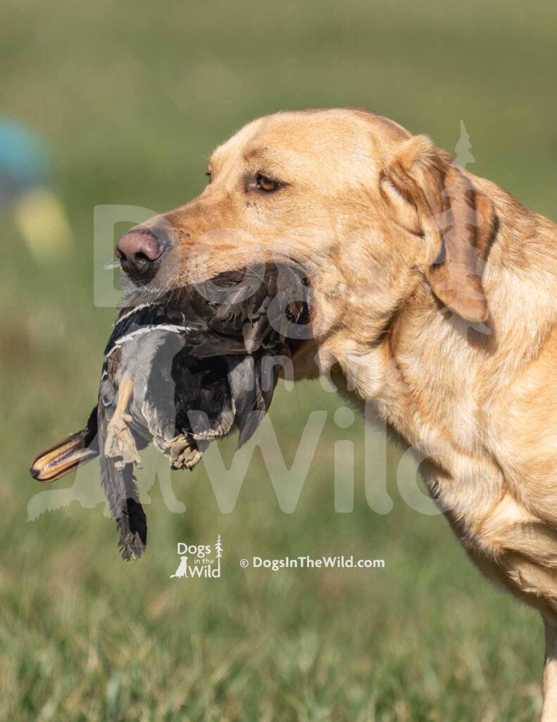 Horseshoe Lodge's Clearwater Jax - S6-3-28-26 4 - Ozark Hunting Retriever Assoc
