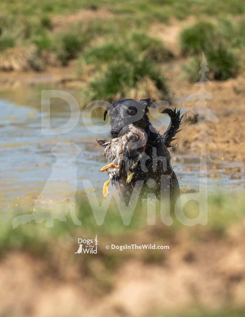 S7-3-28-26 8 – Pratt