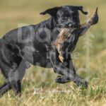 S8-3-28-26 4 – Jett