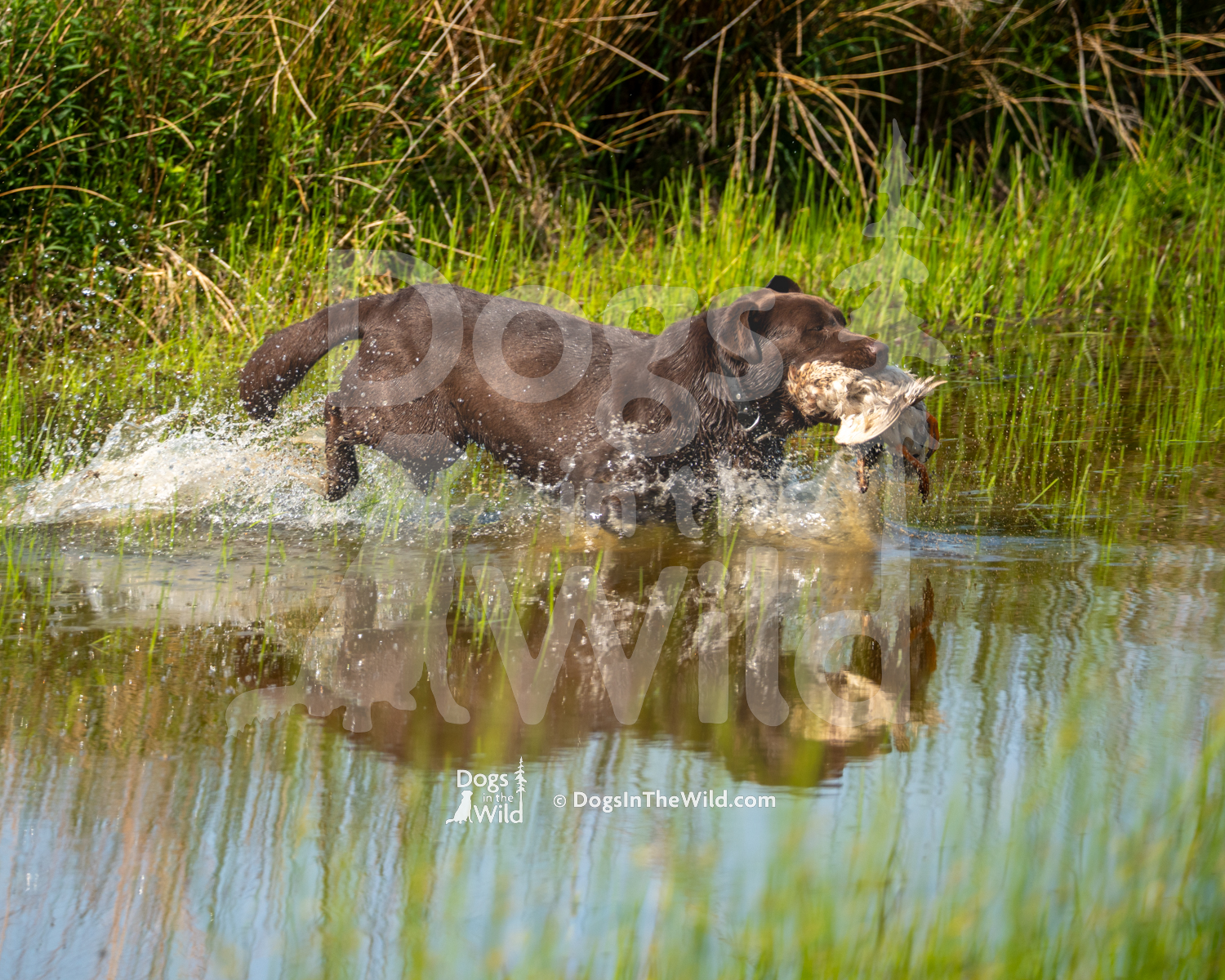 12 – Fenwycks I’ll Have What She’s Having