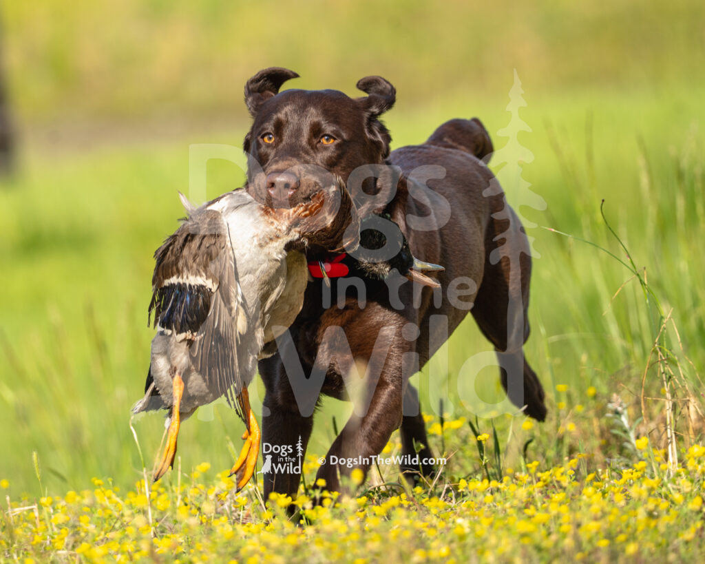 J15 5-17-26-2 Molly