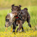 J15 5-17-26-2 Molly