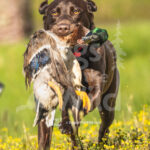 J15 5-17-26-3 Molly