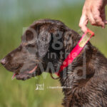 J15 5-17-26-6 Molly