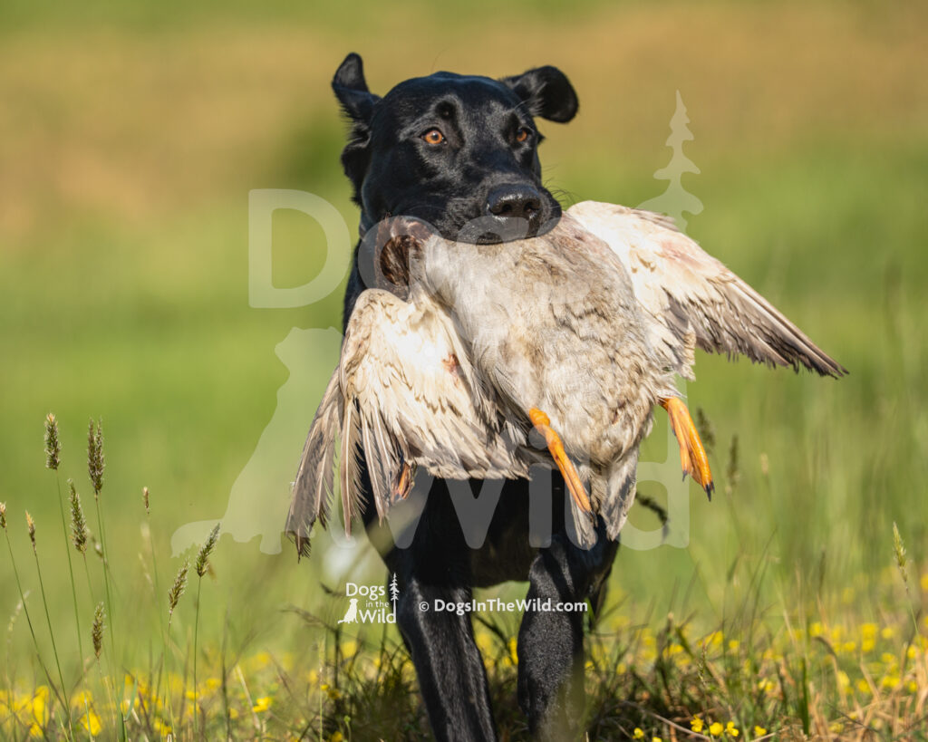 J27 5-17-26-2 Piper