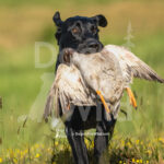 J27 5-17-26-2 Piper