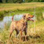 J3 5-17-26-5 Koda