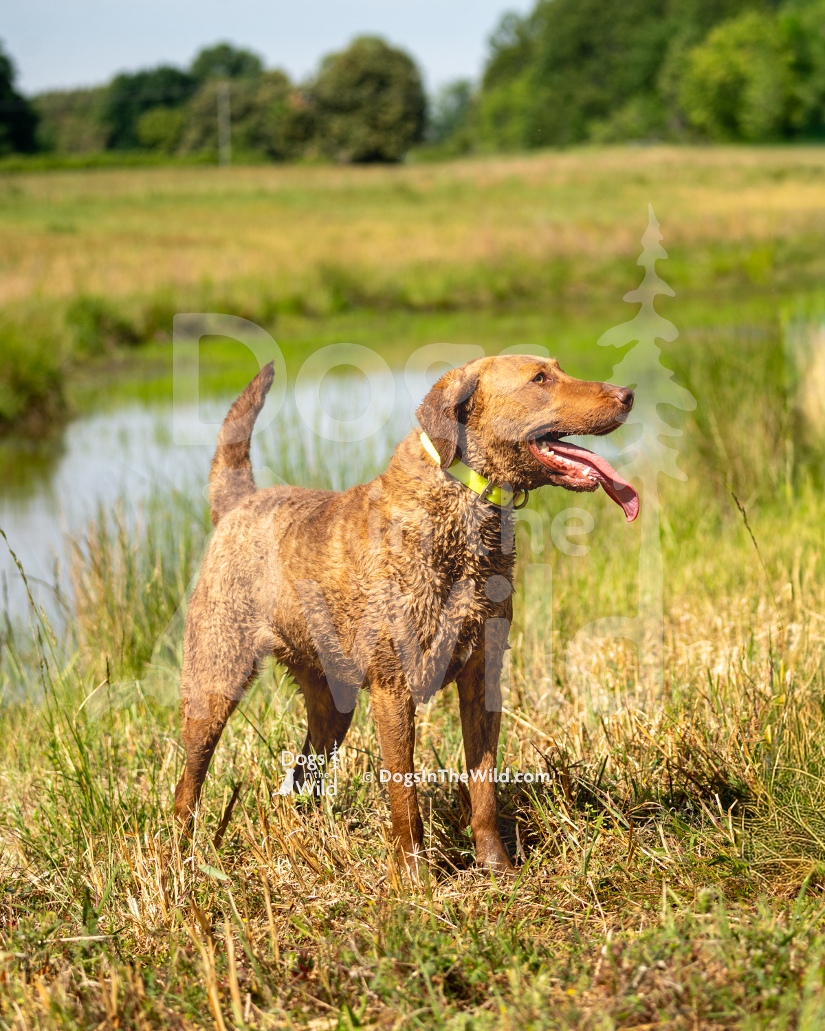 3 – Koda Bear, Phantom of the Marsh