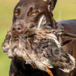 J5 5-17-26-3 Maggie