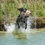 M14 5-16-26-3 Willow