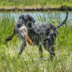 M14 5-16-26-4 Willow