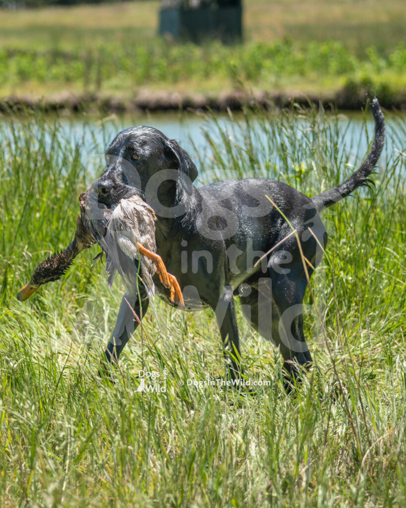 M14 5-16-26-4 Willow