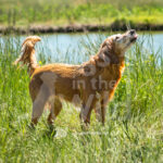 M18 5-16-26-3 Brinkley