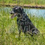 M19 5-16-26-3 Scoter