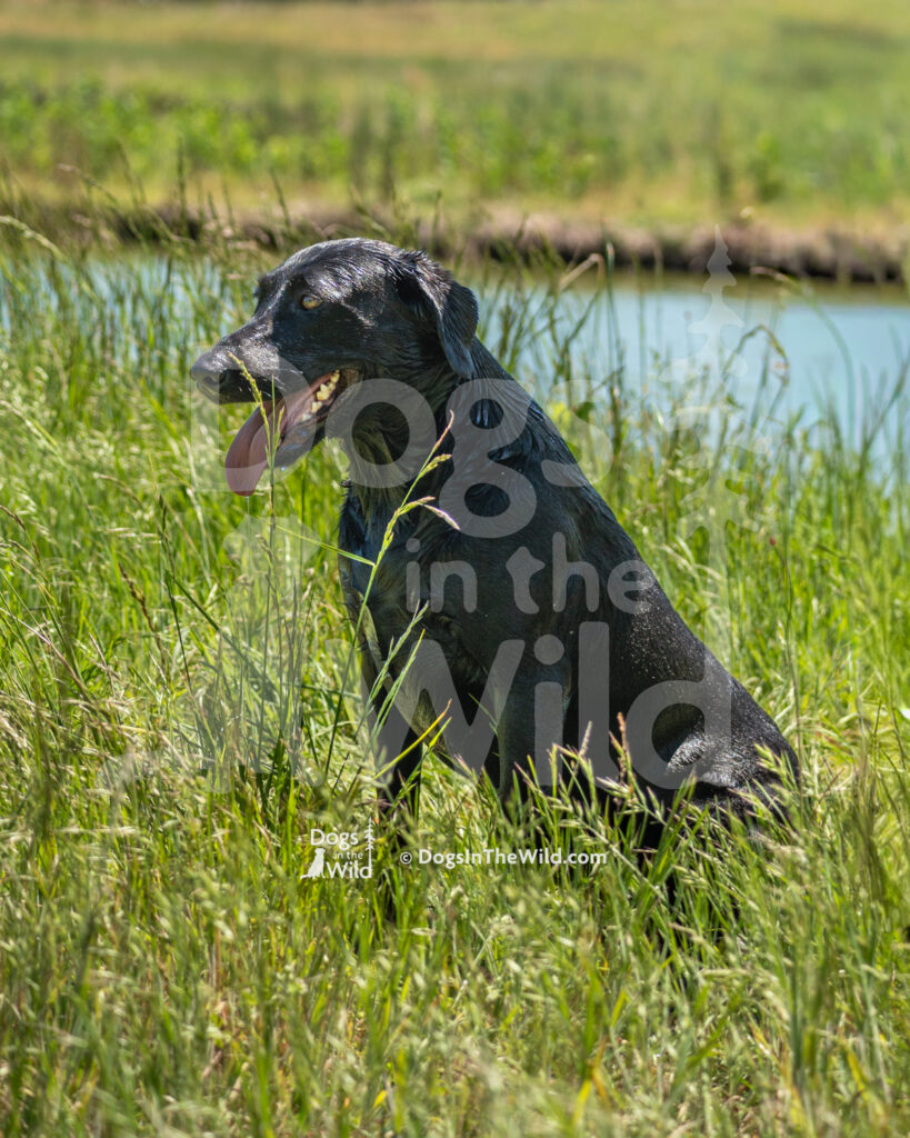 M19 5-16-26-3 Scoter