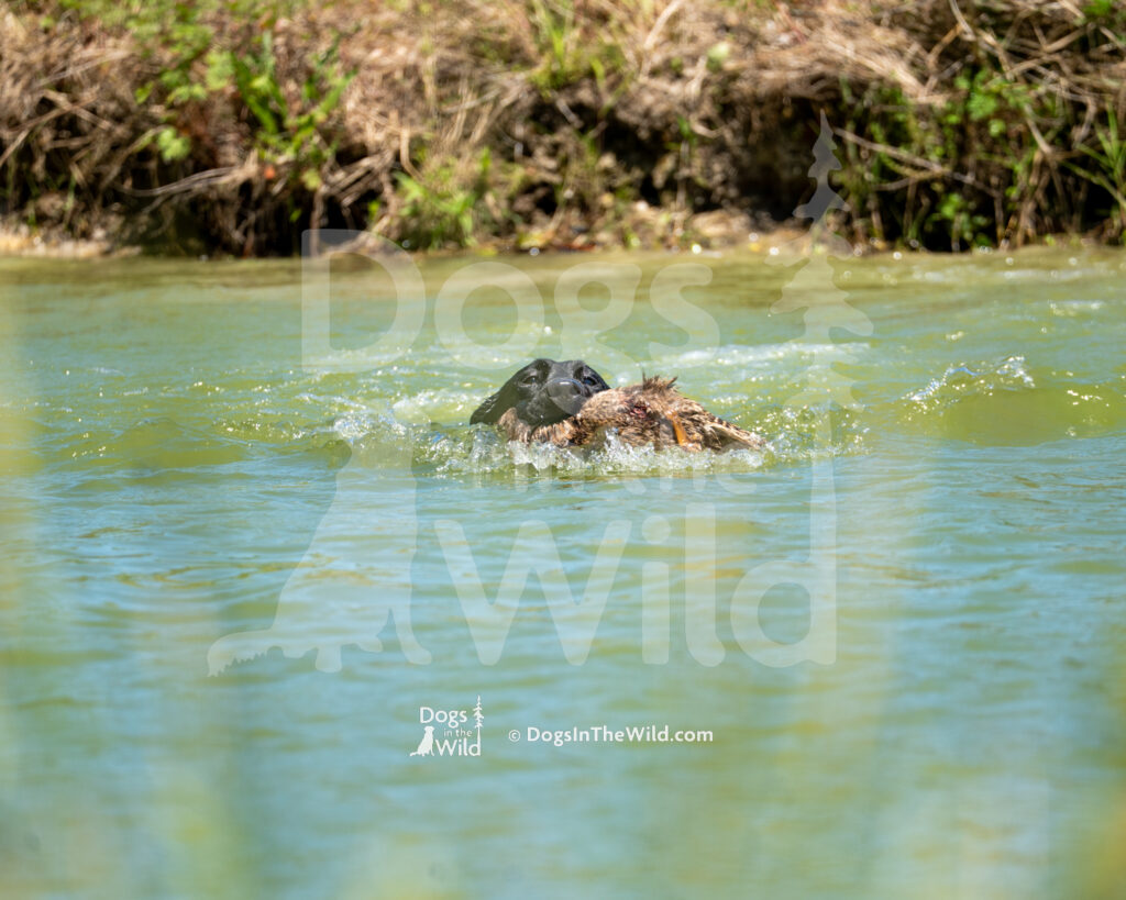 M19 5-16-26-4 Scoter