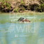 M19 5-16-26-4 Scoter