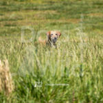 M27 5-16-26-4 Georgie