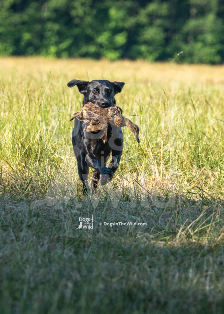 S1 5-16-26-5 – Reggie