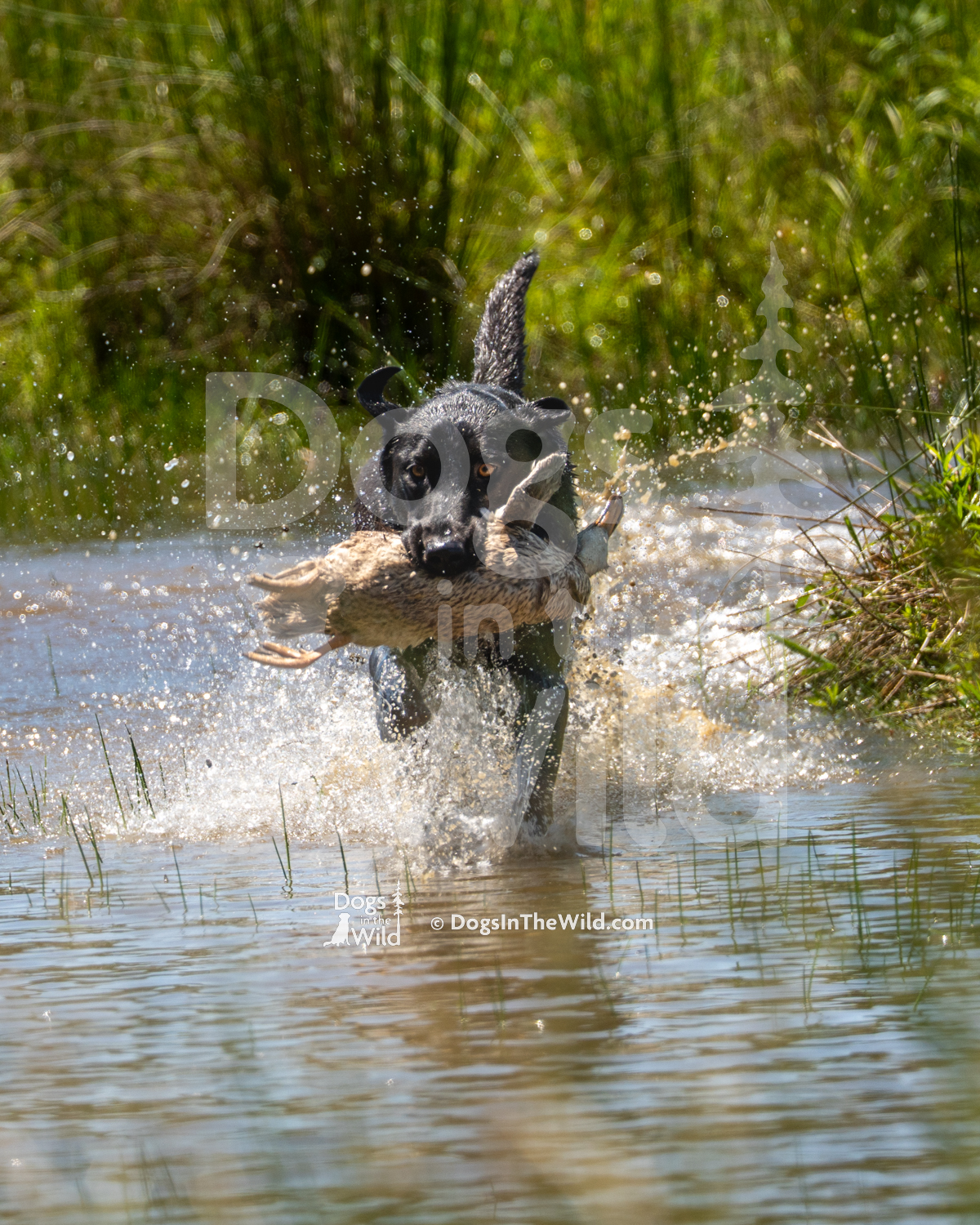11 – Quantico Creeks Teals Carbon Copy